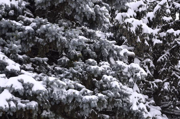 Yeşil çam Rus dalı. Çam ağacının altında kar yakın çekim yeşil dikenli dalları