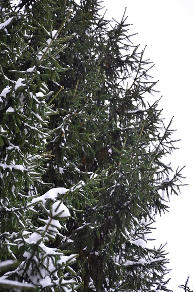 Russian Branch Green Fir Green Prickly Branches Pine Tree Snow Stock Photo