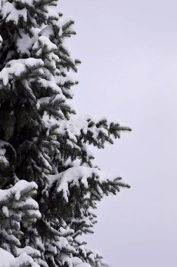 Yeşil çam Rus dalı. Çam ağacının altında kar yakın çekim yeşil dikenli dalları