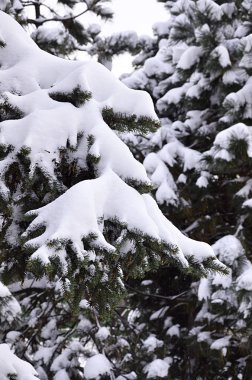 Yeşil çam Rus dalı. Çam ağacının altında kar yakın çekim yeşil dikenli dalları