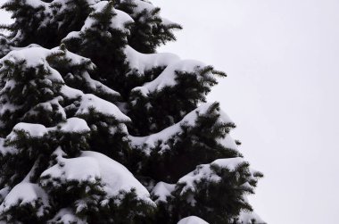 Yeşil çam Rus dalı. Çam ağacının altında kar yakın çekim yeşil dikenli dalları