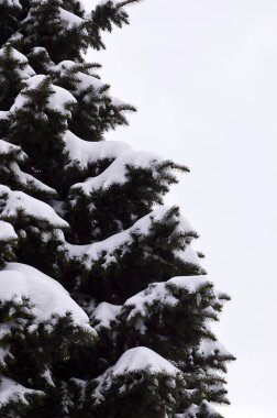 Yeşil çam Rus dalı. Çam ağacının altında kar yakın çekim yeşil dikenli dalları