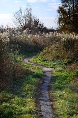 Sazlık, trodden yolu ve açık mavi gökyüzü bir alanla Ekim manzara