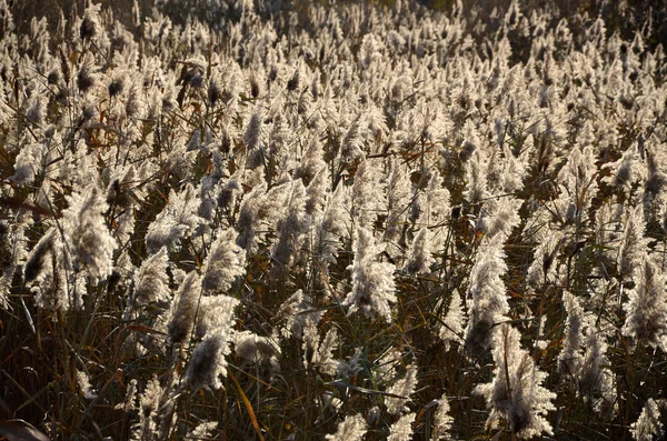 Marsh reeds. Field of yellow fluffy reeds in the daytime