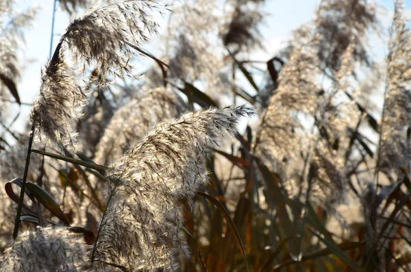 Marsh reeds. Yellow fluffy reeds against the clear blue sky in the daytime