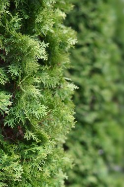 Gündüz vakti, kozalaklı ağaçların yeşil dalları. Odaklanamayan yeşil kozalaklı ağacın arka planındaki dalların fotoğrafı