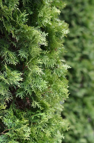 Gröna Grenar Ett Barrträd Närbild Dagen Bild Grenar Bakgrunden Defocused — Stockfoto