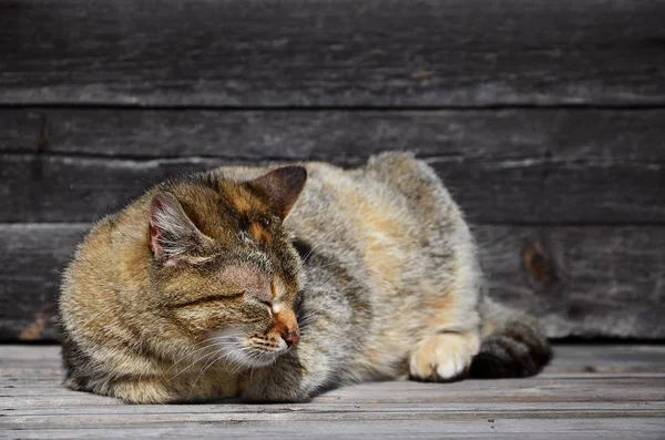 Photo of a multi-colored thick cat that lazily lays on a wooden surface. — Stock Photo, Image