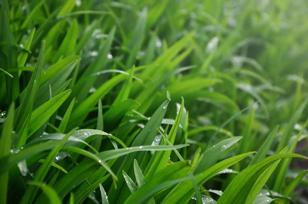 浓密的草茎与露水滴的特写镜头 自然概念中湿草的宏观拍摄背景图像 — 图库照片