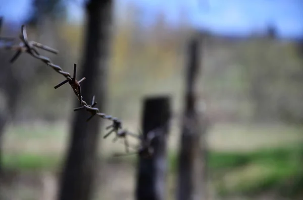 Plan Macro Élément Fil Barbelé Vieux Rouillé Avec Fond Flou — Photo