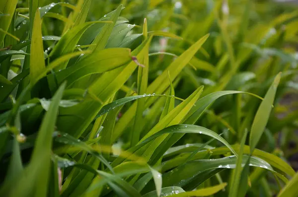 浓草茎滴露的特写镜头 — 图库照片