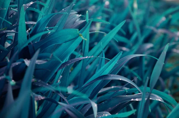 Крупный план плотных травянистых стеблей с капли росы — стоковое фото