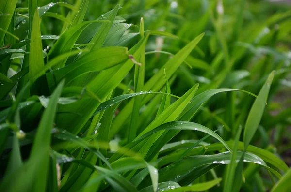 浓草茎滴露的特写镜头 — 图库照片