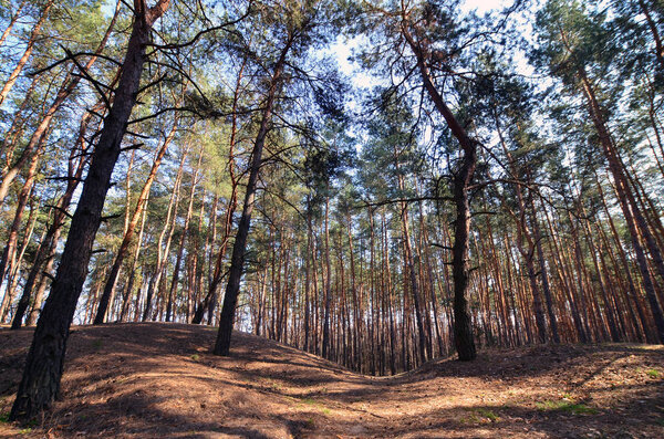 Spring sunny landscape in a pine forest in bright sunlight. Cozy forest space among the pines, dotted with fallen cones and coniferous needles