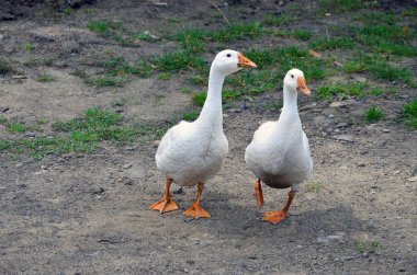 A pair of funny white geese are walking along the dirty grassy yard clipart