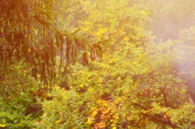 Koniler puslu bir iğne yapraklı orman arka planı bir çift ile Avrupa Ladin Şubesi