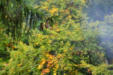 Koniler puslu bir iğne yapraklı orman arka planı bir çift ile Avrupa Ladin Şubesi