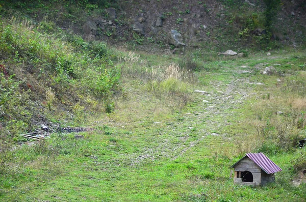 Uma Pequena Casa Cachorro Livre Campo Grama — Fotografia de Stock
