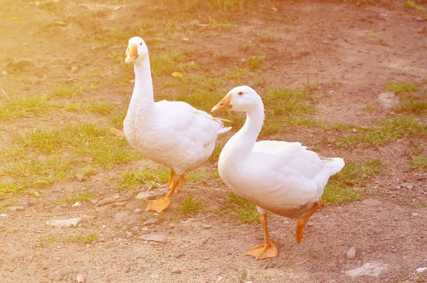 Ein Paar Lustige Weiße Gänse Spazieren Über Den Schmutzigen Rasenplatz — Stockfoto