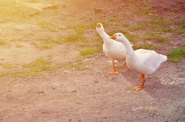 Komik Beyaz Kaz Bir Çift Kirli Çimenli Bahçede Yürüyüş — Stok fotoğraf
