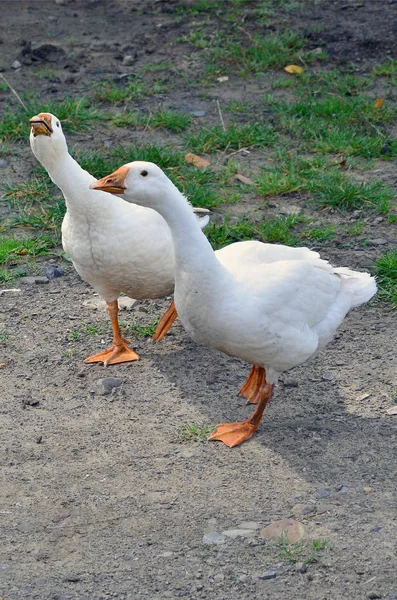 面白い白いガチョウのペアが汚い草が茂ったヤードに沿って歩いています — ストック写真