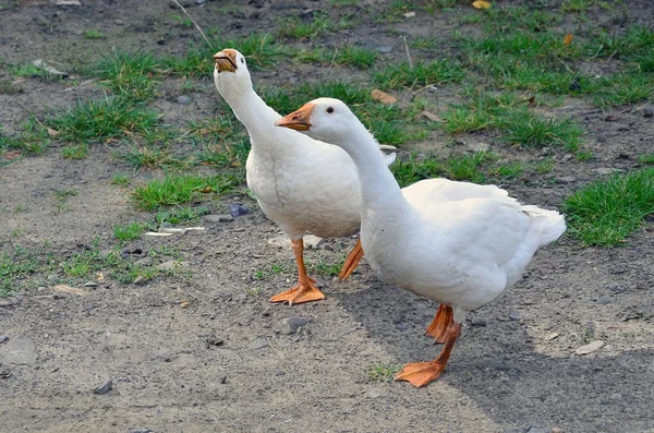Pair Funny White Geese Walking Dirty Grassy Yard — Stock Photo, Image