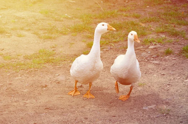 面白い白いガチョウのペアが汚い草が茂ったヤードに沿って歩いています — ストック写真