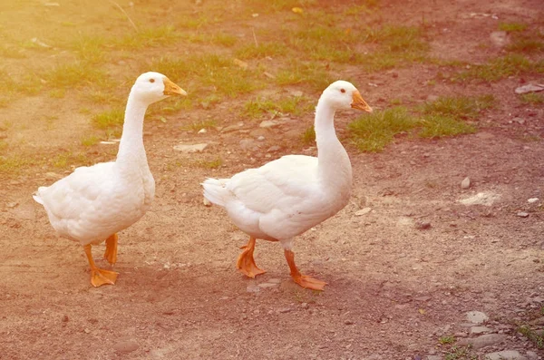 Ein Paar Lustige Weiße Gänse Spazieren Über Den Schmutzigen Rasenplatz — Stockfoto