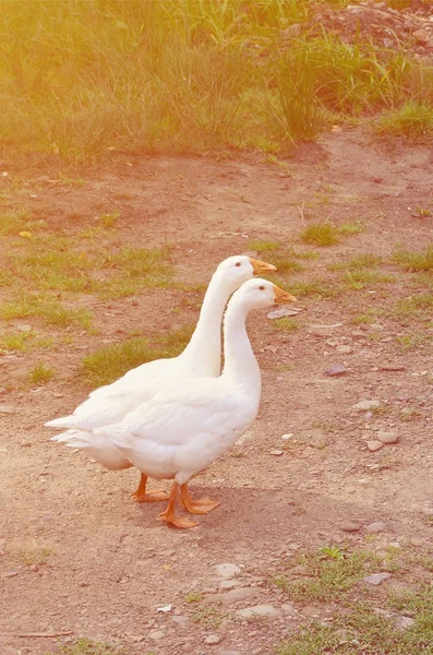 Een Paar Grappige Witte Ganzen Lopen Langs Vuile Met Gras — Stockfoto