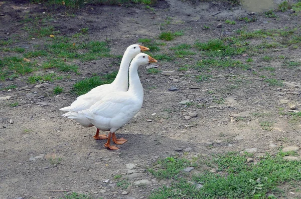 Ein Paar Lustige Weiße Gänse Spazieren Über Den Schmutzigen Rasenplatz — Stockfoto