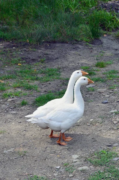 Par Graciosos Gansos Blancos Están Caminando Por Sucio Patio Cubierto — Foto de Stock