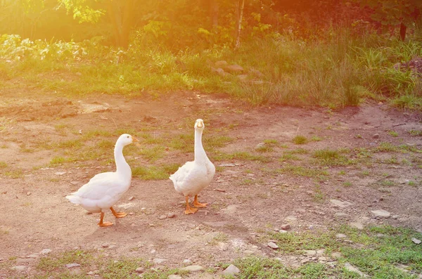 Ein Paar Lustige Weiße Gänse Spazieren Über Den Schmutzigen Rasenplatz — Stockfoto