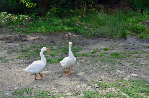 Par Graciosos Gansos Blancos Están Caminando Por Sucio Patio Cubierto — Foto de Stock