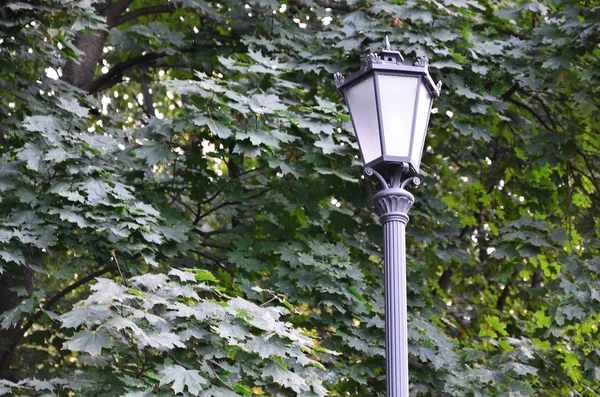 Lâmpada Rua Metal Velha Preto Contexto Folhas Verdes Uma Árvore — Fotografia de Stock