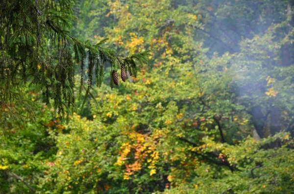 Ветвь Европейской Ели Парой Конусов Фоне Туманного Хвойного Леса — стоковое фото