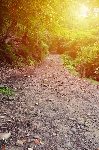 A path in a wild forest. Forest landscape in early autumn