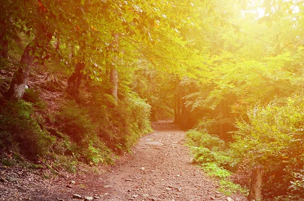 A path in a wild forest. Forest landscape in early autumn