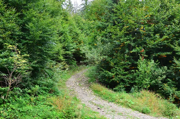 Cesta Divokého Lesa Lesní Krajina Počátkem Podzimu — Stock fotografie