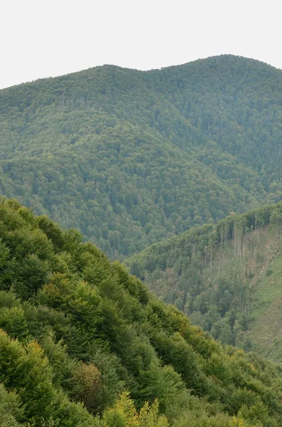 Θραύσμα Από Ορεινό Ανάγλυφο Στα Καρπάθια Ουκρανία Δάσος Είναι Συγχωρεθεί — Φωτογραφία Αρχείου