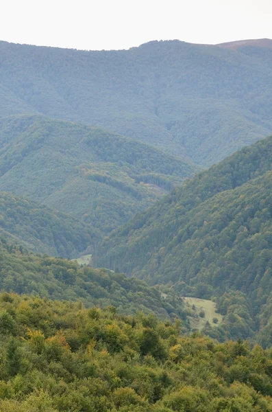 Fragmento Terreno Montanhoso Nos Cárpatos Ucrânia Floresta Perdoada Pelos Relevos — Fotografia de Stock