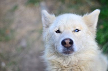 Hetrokromya (gözleri farklı renkler varsa bir fenomen) ile beyaz Sibirya Samoyed husky köpek portresi gün boyu açık havada