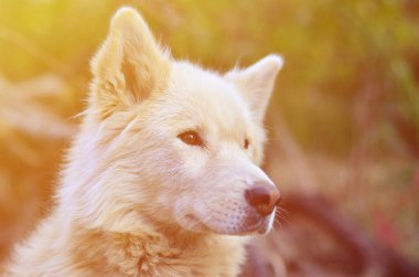 Gündüzleri açık havada beyaz Sibirya Samoyed husky köpek hetrokromya (gözleri farklı renkler varsa bir fenomen) ile portresi tonda
