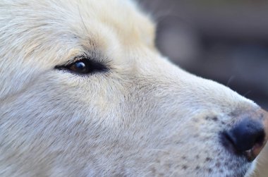 Hetrokromya (gözleri farklı renkler varsa bir fenomen) ile beyaz Sibirya Samoyed husky köpek portresi gün boyu açık havada