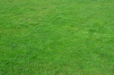 Photo of the site with even-cropped green grass. Lawn or alley of fresh green grass clipart