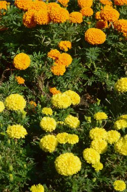 Bahçede çiçek açması Marigolds çiçek. Birçok küçük turuncu ve sarı çiçekler. Calendula Park