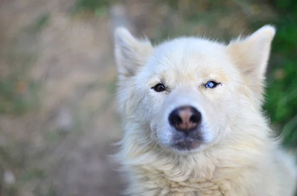 Portrait White Siberian Samoyed Husky Dog Heterochromia Phenomenon Eyes Have — Stock Photo, Image