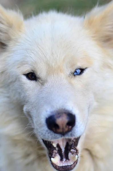 Retrato Cão Branco Siberiano Samoyed Husky Com Heterocromia Fenômeno Quando — Fotografia de Stock