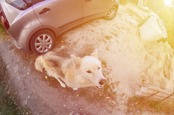 Stonowanych Portret White Siberian Samoyed Husky Pies Heterochromia Zjawisko Gdy — Zdjęcie stockowe