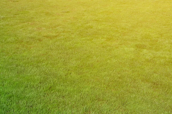 Photo Site Even Cropped Green Grass Lawn Alley Fresh Green — Stock Photo, Image