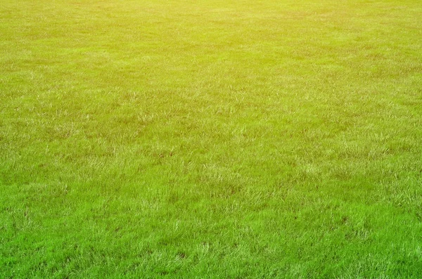 緑の芝生をさらにトリミングとサイトの写真 芝生や新鮮な緑の芝生の路地 — ストック写真